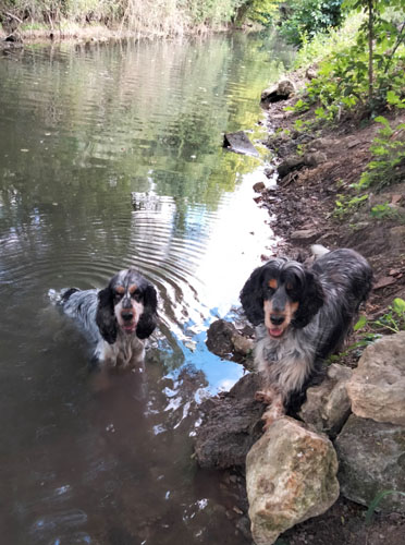 Elevage de chiens en semi-liberté dans la campagne champenoise